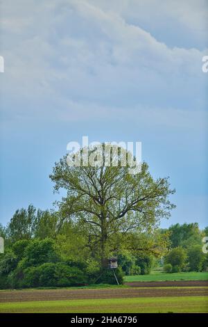 aspen arbres (populus tremula) au printemps devant un mur sombre de nuages, bavière, allemagne Banque D'Images