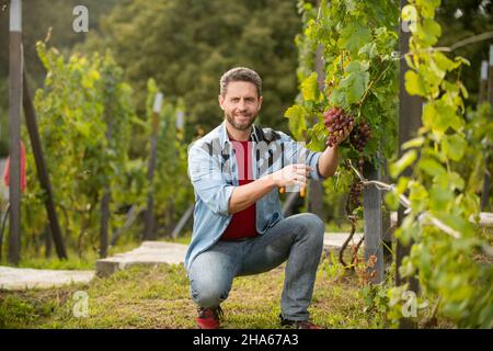 vendangeuse couper les raisins avec des ciseaux de jardinage, vendangeuse Banque D'Images