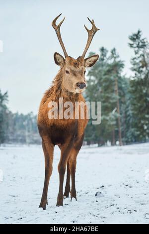 cerf rouge (cervus elaphus), cerf, hiver, défrichement, frontal, stand, caméra de regard Banque D'Images