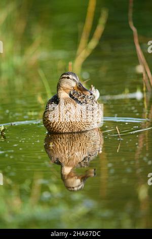 mallard (anas platyrhynchos),femelle,nage sur un lac,bavière,allemagne Banque D'Images