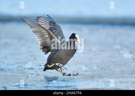 craot rail ou coot (fulica atra) secoue ses ailes sur un lac gelé,bavière,allemagne Banque D'Images