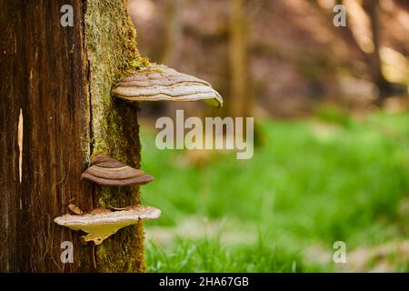 champignon de l'urine (fomes fomentarius) sur un tronc de hêtre mort (fagus),bavière,allemagne,europe Banque D'Images