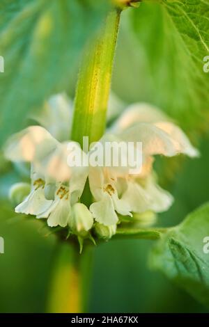 blanc mort ortie (album de lamium), tige avec fleurs, haut-palatinat, bavière, allemagne Banque D'Images