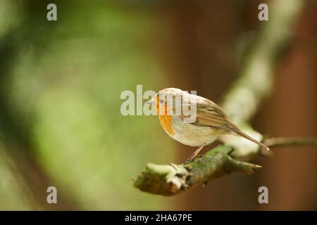 robin européen (erithacus rubecula) assis sur une branche,bavière,allemagne Banque D'Images