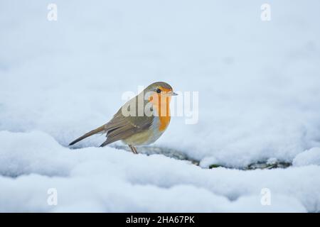 robin européen (erithacus rubecula) assis dans la neige, bavière, allemagne Banque D'Images