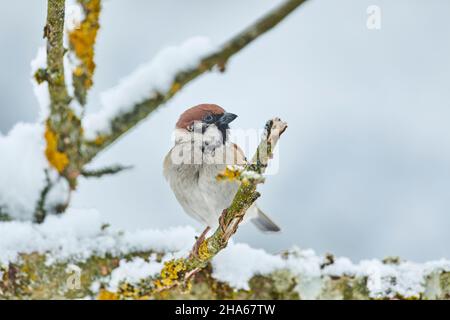 maison parrow (passant domesticus), assis sur une branche, bavière, allemagne Banque D'Images
