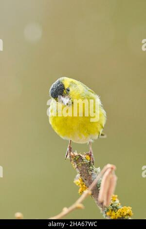 siskin (spinus spinus) assis sur une branche,bavière,allemagne Banque D'Images