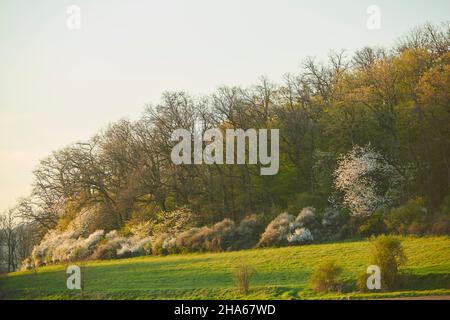 cerisier aigre (prunus cerasus) arbres dans une haie sauvage,floraison,bavière,allemagne Banque D'Images