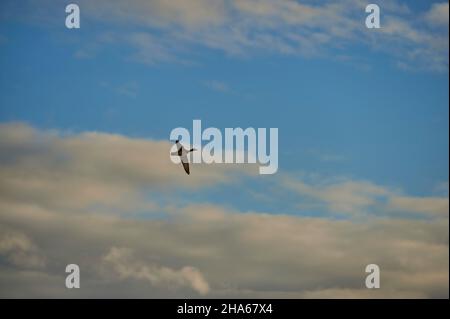 cormorant volant (phalacrocorax carbo),bavière,allemagne Banque D'Images