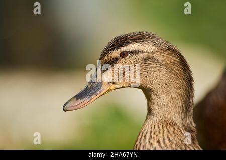 mallard (anas platyrhynchos),femelle,portrait,bavière,allemagne Banque D'Images