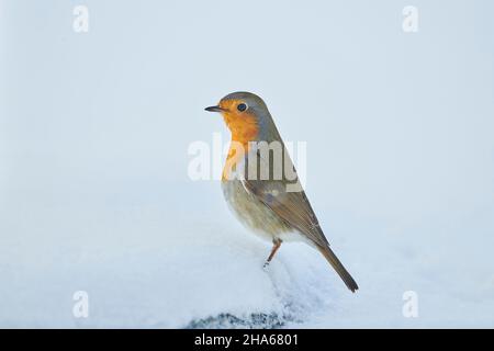 robin européen (erithacus rubecula) assis dans la neige, bavière, allemagne Banque D'Images