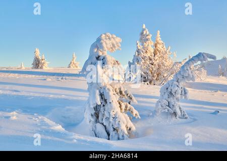 épinette de norvège ou épinette d'europe (picea abies) gelée au lever du soleil sur le mont arber, forêt bavaroise, bavière, allemagne, europe Banque D'Images