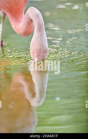 chileflamango ou flamango chilien (phoenicopterus chilensis),portrait,mangeant,occurrence en amérique du sud,allemagne,europe Banque D'Images