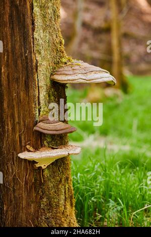 champignon de l'urine (fomes fomentarius) sur un tronc de hêtre mort (fagus),bavière,allemagne,europe Banque D'Images