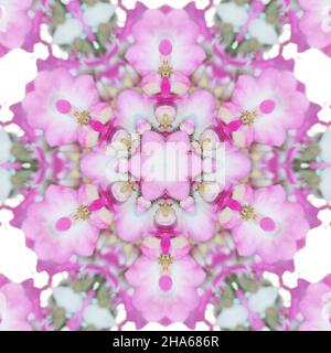 mandala,fleurs,composition Banque D'Images