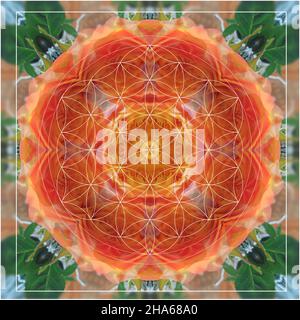 mandala,composition de fleurs Banque D'Images