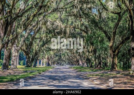 Spanish Moss Draped Oaks Banque D'Images