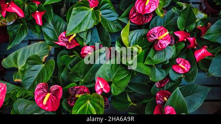 Haut de fleur en forme de coeur rouge Anthurium. Le vert foncé laisse l'arrière-plan Banque D'Images