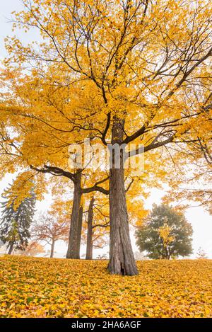 Beaux grands érables avec des feuilles jaunes le jour de l'automne. Banque D'Images