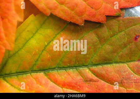 Parthenocissus quinquefolia, Virginia super-réducteur feuilles rougeâtres automnales de couleur gros plan, foyer sélectif Banque D'Images