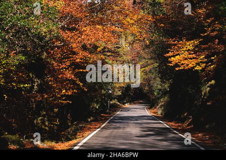 Route sinueuse à Mata da Albergaria, forêt feuillue tempérée et mixte dans le parc national de Peneda-Gerês, Portugal Banque D'Images