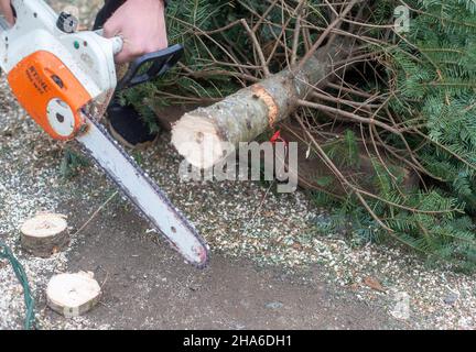 Couper le tronc d'un arbre de Noël à l'aide d'une tronçonneuse Banque D'Images