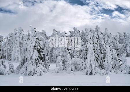 Arbres Evergreen recouverts de neige dépolie après une tempête de neige dans les montagnes Banque D'Images