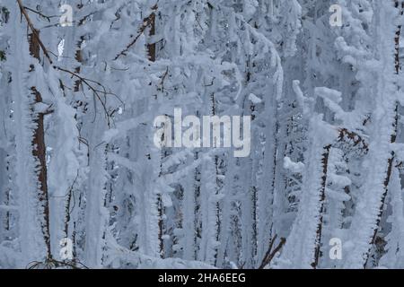 Arbres couverts de neige dépolie après une forte tempête de neige dans les montagnes Banque D'Images