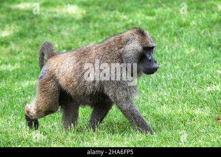 Le babouin d'olive (Papio anubis) ou le babouin d'Anubis marchant sur la pelouse verte Banque D'Images