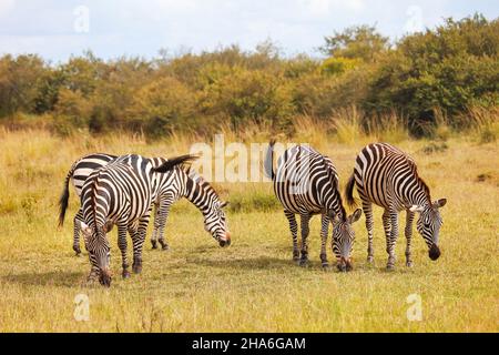 Troupeau des zèbres des plaines (Equus quagga) mangeant de l'herbe dans un champ Banque D'Images