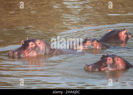 Hippopotames communs (Hippopotamus amphibius) dans une rivière Banque D'Images