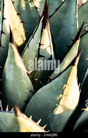Les pointes précises d'Agave Havardiana dans le désert de l'ouest du Texas Banque D'Images
