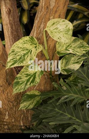 Gros plan des feuilles blanches et vertes de l'usine de Snow Pothos Banque D'Images