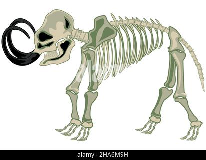 Illustration vectorielle du squelette ancien fossilisé animal Mammoth caricature Illustration de Vecteur