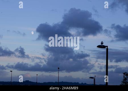 mouette penchée sur le lampadaire en contre-jour au coucher du soleil avec la lune et les nuages en arrière-plan Banque D'Images