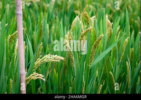 Détails rapprochés des épis de riz vert jaune à maturité cultivés dans un champ de paddy avant la saison de récolte dans une terre agricole Banque D'Images