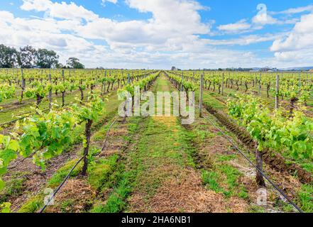 Vignoble Oakover Grounds à Spring, Swan Valley, Middle Swan, Australie occidentale Banque D'Images