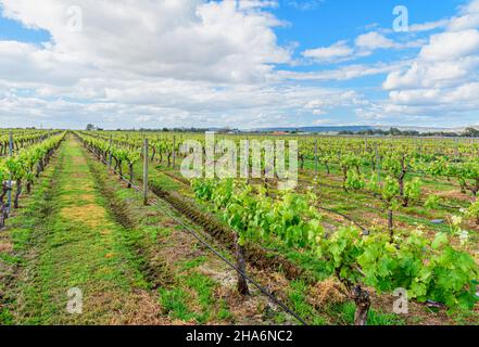 Vignoble Oakover Grounds à Spring, Swan Valley, Middle Swan, Australie occidentale Banque D'Images