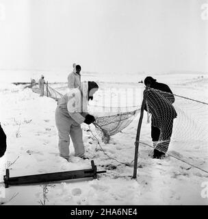 Pisz, 1969-12.Pratowncy Przedsiêbiorstwa Las z Olsztyna od³awiaj¹ ¿ywe zaj¹ce przeznaczone na eksport (m.in. Do Francji i W³och).NZ. Przygotowywanie sieci do od³owu. kw PAP/Stanis³aw Moroz Dok³adny dzieñ wydarzenia nieustalony.Pisz, décembre 1969.Les travailleurs de la Las Enterprise à Olsztyn sont la chasse au lièvre vivant.Les animaux ont été exportés vers la France, l'Italie et d'autres pays.Photo : préparation d'un filet. kw PAP/Stanislaw Moroz Banque D'Images