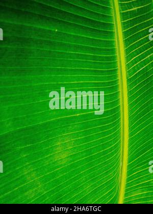 Gros plan de la texture de la feuille de banane qui remplit le cadre Banque D'Images