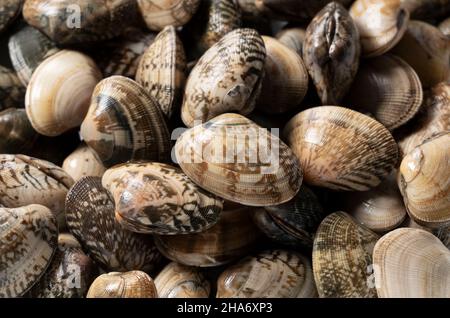 Gros plan sur les palourdes d'asari.Les palourdes d'Asari sont des bivalves que l'on trouve au Japon. Banque D'Images