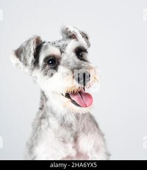 Un schnauzer miniature avec tout son corps sur fond blanc.Après avoir coupé les cheveux.Animal de compagnie, chien. Banque D'Images