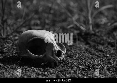 Photo en gros plan du crâne du chat trouvé dans la zone sèche.Concept de catastrophe climatique.Sécheresse. Banque D'Images