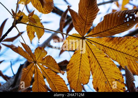 Les feuilles de châtaignier japonais et le ciel. Image de feuillage d'automne Banque D'Images