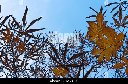 Les feuilles de châtaignier japonais et le ciel. Image de feuillage d'automne Banque D'Images