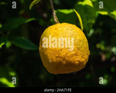 Orange amère, également appelé Sour ou orange bigarade accroché à son arbre dans un verger Banque D'Images