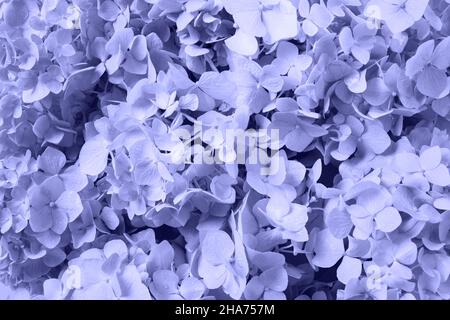 Romantique très péri-hortensia fleurs comme arrière-plan. Banque D'Images