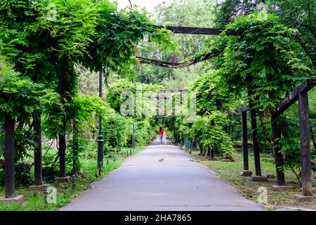 Paysage de jardin minimaliste avec des tilleuls et des feuilles vertes près d'une allée grise dans une journée ensoleillée d'été dans le jardin Cismigiu à Bucarest, Roumanie Banque D'Images