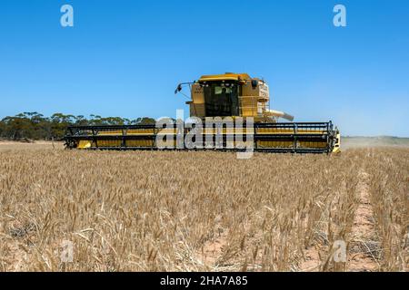 Un agriculteur qui conduit une moissonneuse-batteuse récolte une récolte de blé sur une propriété de large hectare à Kringin, dans la région de Murray Mallee, en Australie méridionale. Banque D'Images