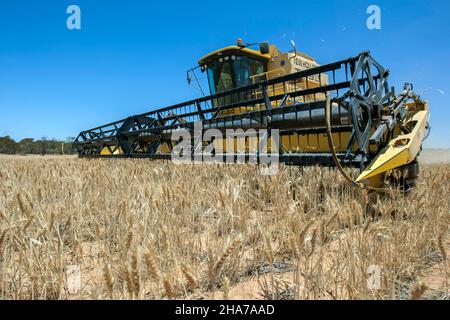 Un agriculteur qui conduit une moissonneuse-batteuse récolte une récolte de blé sur une propriété de large hectare à Kringin, dans la région de Murray Mallee, en Australie méridionale. Banque D'Images